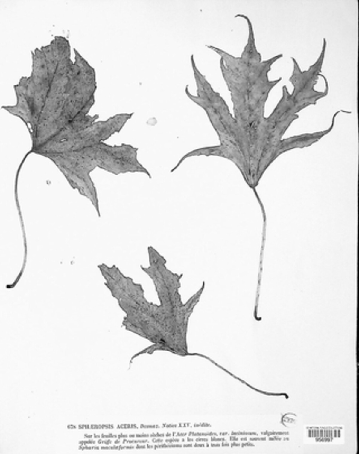 Sphaeropsis aceris image